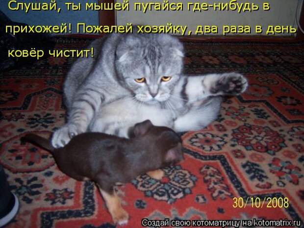 Лучшие котоматрицы недели (50 фото)