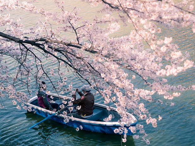 cherry h Самые красивые фотографии цветения сакуры в 2014 м году