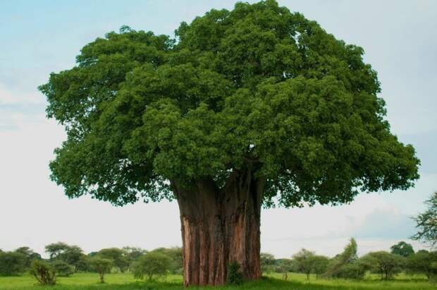 Баобаб деревья, история, факты