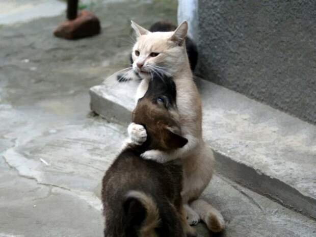 Кот и пёс  кот, кошка, пёс, собака