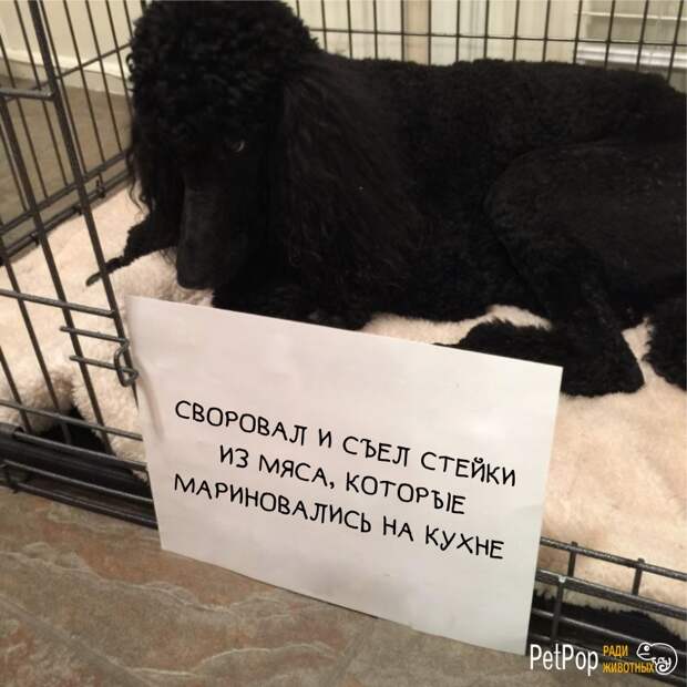 12. 12. забавно, забавные животные, истории, питомцы, собаки, фото, хозяева