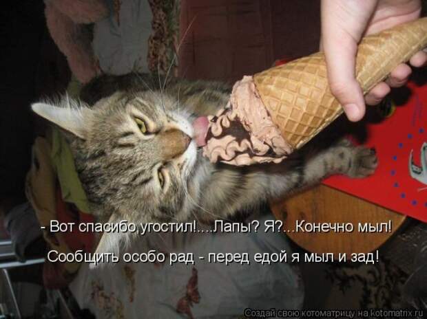 Лучшие котоматрицы недели (50 фото)