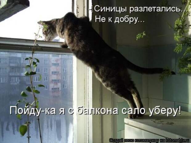 Котоматрицы(картинки с надписями)