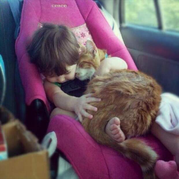 Котики