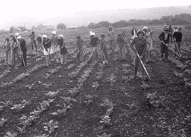 Организованное добровольно-принудительное привлечение советских граждан к сельскохозяйственным работам.