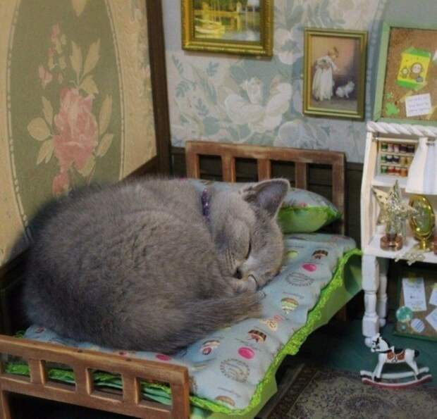 Субботний котопост картинки с надписями., смешные коты и кошки, фотоприколы
