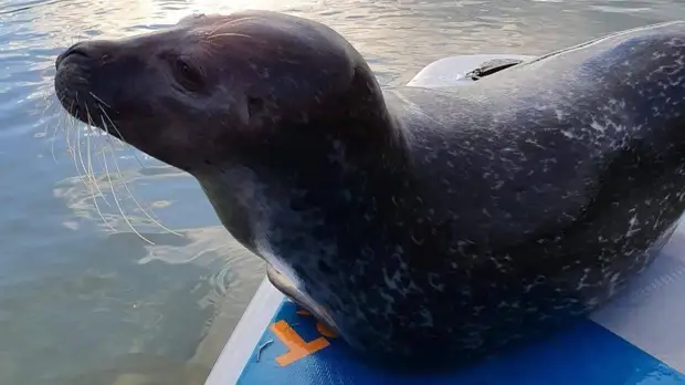 Десятки мертвых тюленей обнаружили на побережье Каспийского моря