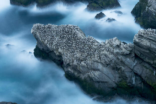 gannets07 Как олуши ловят рыбу у берегов Шетландских островов