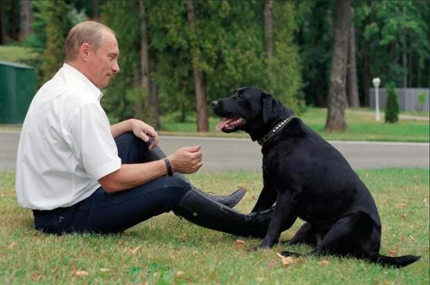 Президент В.В.Путин с лабрадором Кони Полгрейв. Фото из открытых источников.