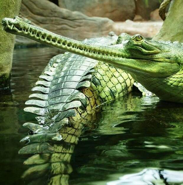 На фото гавиаловый крокодил аллигатор, интересное, крокодил, природа, факты, фауна