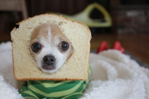 Когда этот пес пожирает хлеб.