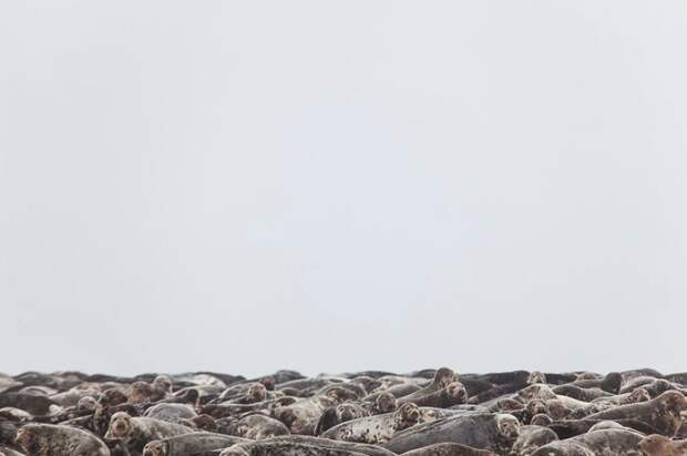 Лежбище на западном берегу Сейбл, животные, заповедник, канада, остров, тевяк, тюлень, фотограф