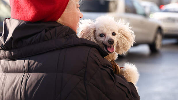 «Постньюс»: самый дешевый клон питомца стоит около ₽4 млн