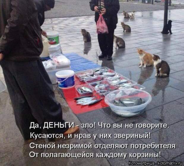 Котоматрицы, приколы с надписями про котов.