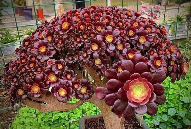 Aeonium crest. Это не цветы. Это листья невероятное, растения, удивительное, факты, флора