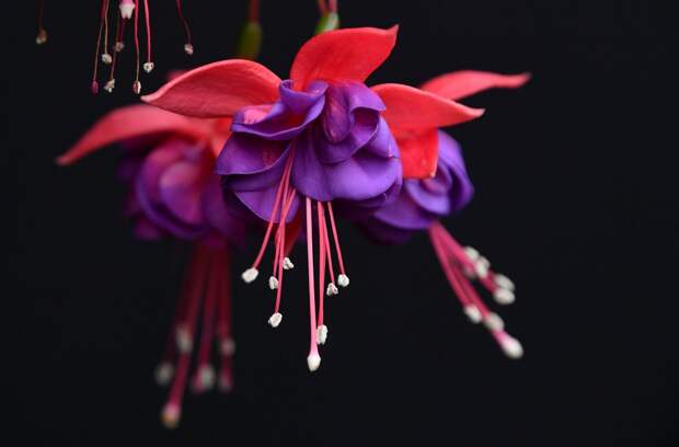 Цветочная выставка садов и цветов Chelsea Flower Show 2021