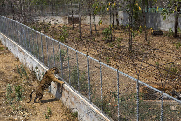 Тигриный монастырь