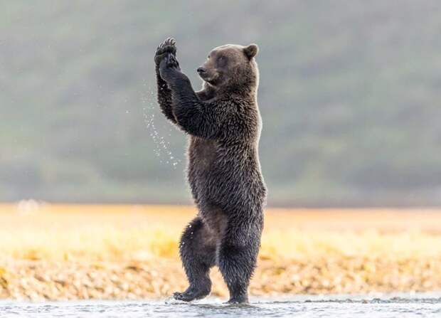 На Аляске медведь позанимался йогой аляска, в мире, животные, йога, медведь, прикол, сша