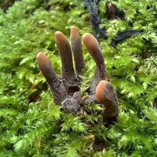 Гриб Xylaria polymorpha не зря называют "пальцами мертвеца" Гриб Xylaria polymorpha не зря называют "пальцами мертвеца"
