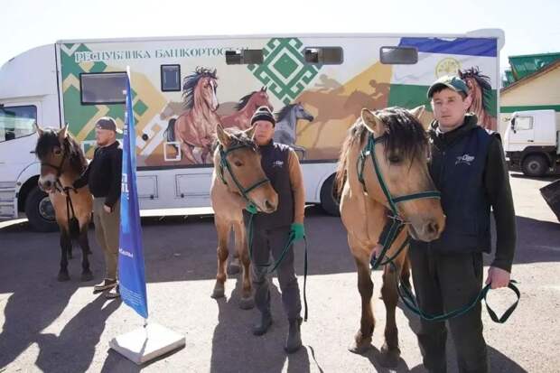 Из Башкирии в ДНР отправили 10 лошадей для патрулирования улиц