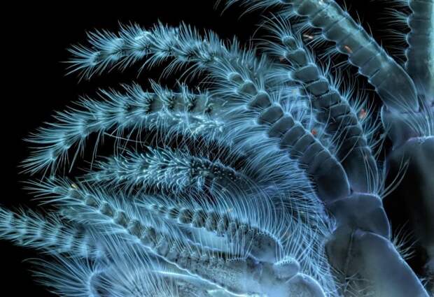 20 работ с конкурса микрофотографии Nikon Small World 2018