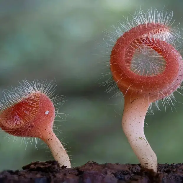 Фантастические грибы причудливых форм и раскрасок