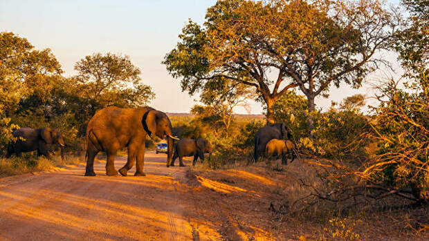 Стадо слонов в Национальном парке Крюгера, ЮАР 