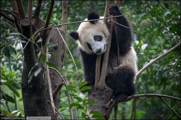 panda01