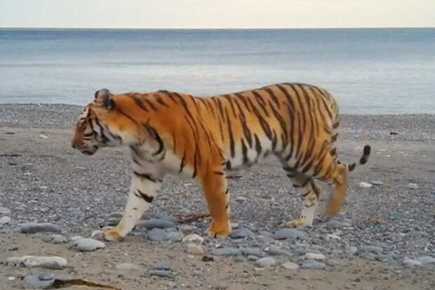В Приморском крае тигрица Северина стала матерью и попала с детенышем в объектив фотоловушки