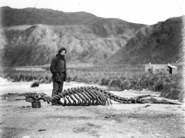 Гарольд Гамильтон возле найденного членами экспедиции скелета морского слона Дуглас Моусон, австралия, антарктида, изучение Антарктики, научная экспедиция, полярные исследователи, поход во льдах, фотосвидетельства