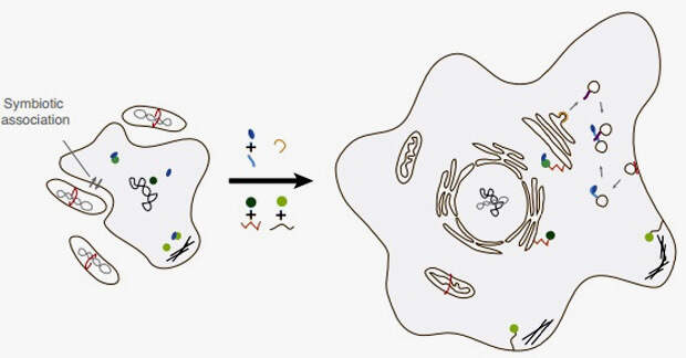 Эукариоты (справа) возникли в результате симбиоза бактерий и архей (слева)