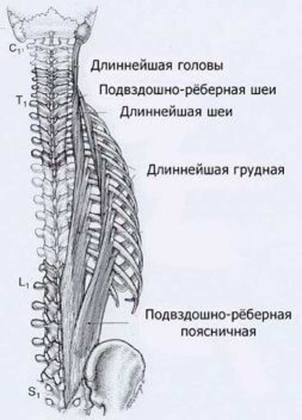 Карта точек боли в теле и точек напряжения мышц (триггеры)