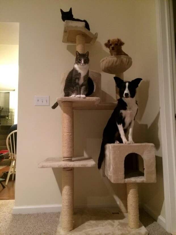 Кот и пёс  кот, кошка, пёс, собака