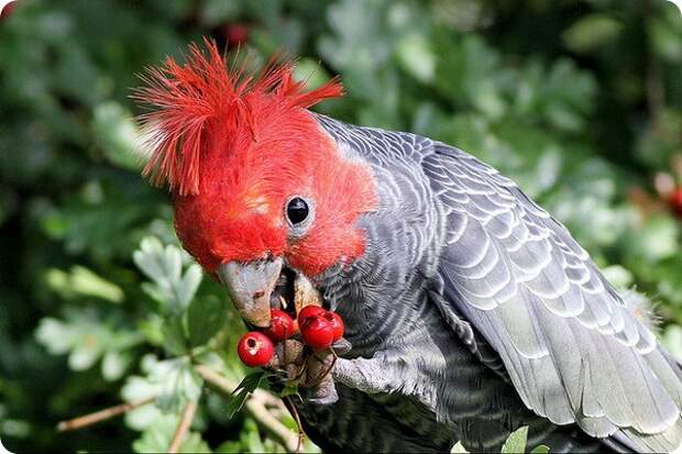 Шлемоносный какаду (лат. Callocephalon fimbriatum)