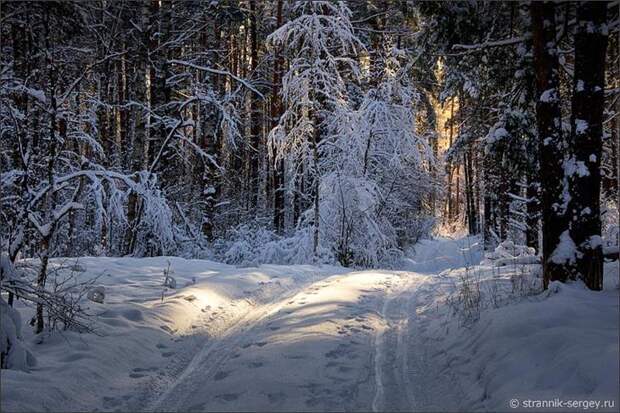 Зимний лес фото картина