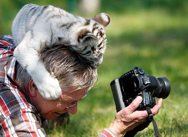 фотограф, зверь