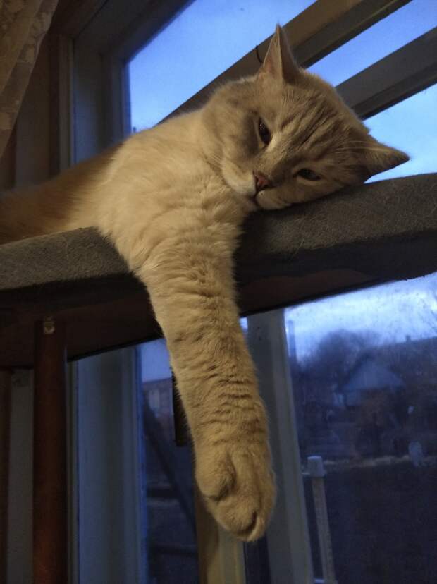 кот спит