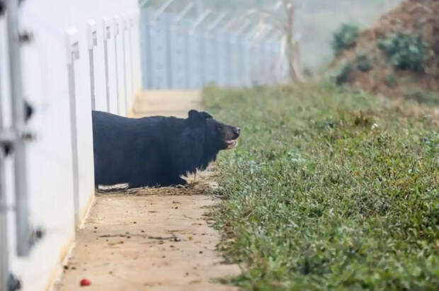 Медведь с ампутированными лапами заново учится ходить: видео