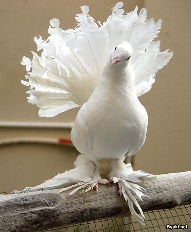 Королевские голуби (20 фото)