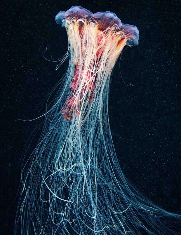 Подводный мир прекрасен 15. Медузы