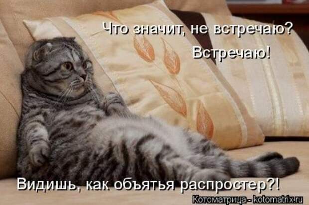 Свежая котоматрица (20 фото)