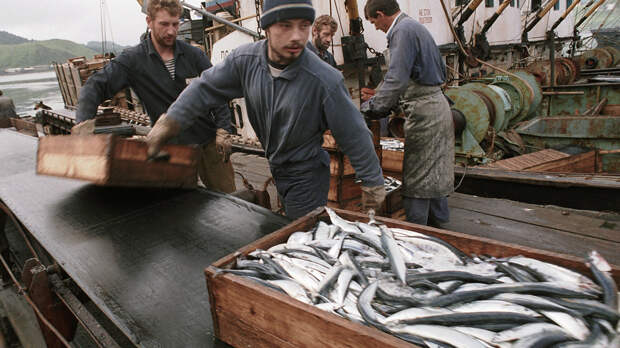 Рыбаки отправляют выловленную сайру в трюм для заморозки - РИА Новости, 1920, 17.06.2021