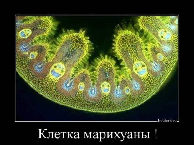 Свежая порция демотиваторов (13 шт)