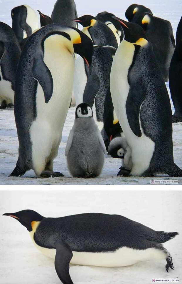🐧 Удивительно красивые пингвины: описание и много Фото