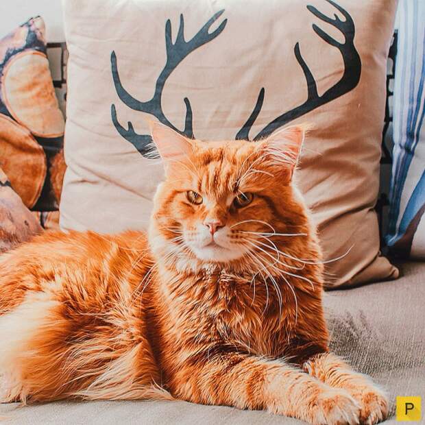 Роскошный рыжий кот по имени Котлета (27 фото) Роскошный рыжий кот по имени Котлета (27 фото)