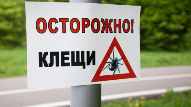 Роспотребнадзор зарегистрировал более 6,5 тыс. обращений из-за укусов клещей