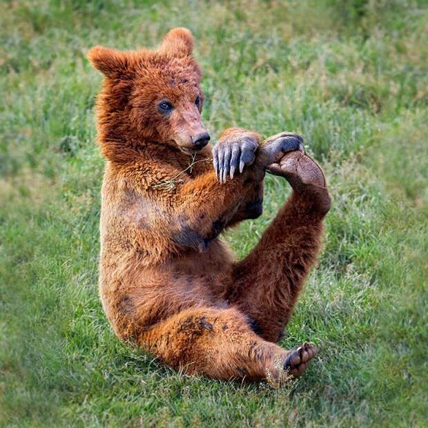 Уроки йоги от медведей. Фото