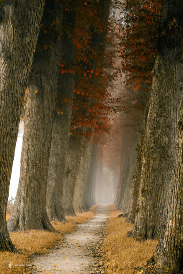 Тропинка среди могучих стволов деревьев. Автор фотографии: (Lars van de Goor).