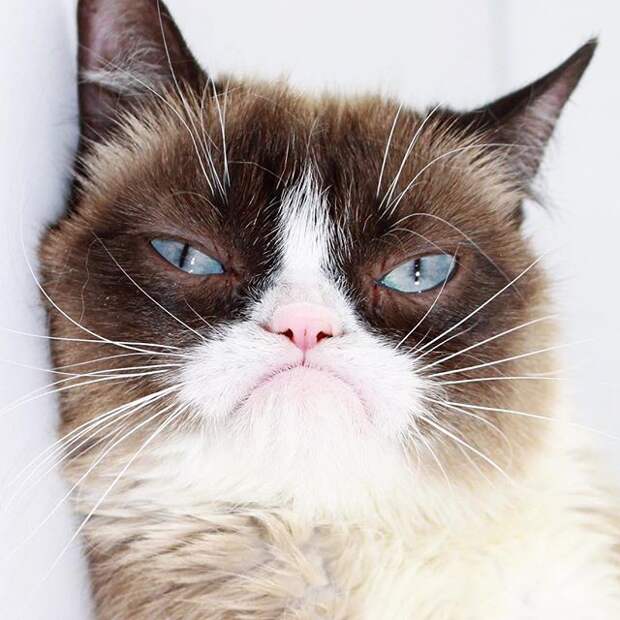 Grumpy cat Grumpy cat животные, звёзды, интернет, коты, юмор