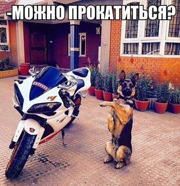 25. 25. авто, автоприколы, приколы